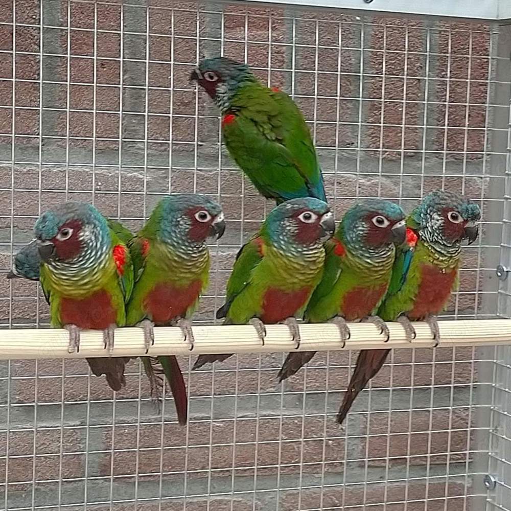 EmmasWeißohrsittiche ( Pyrrhura leucotis emma )