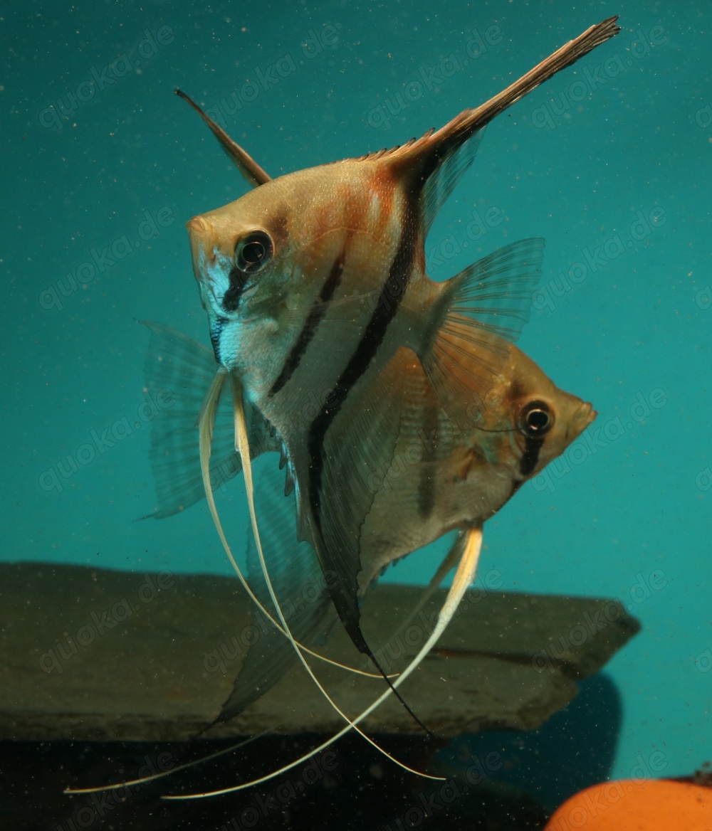 Manacapuru Rotrücken Skalar - Pterophyllum scalare - Fische