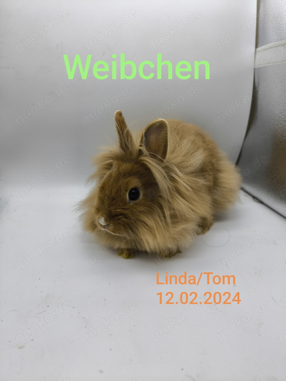 Zwergkaninchen Weibchen 