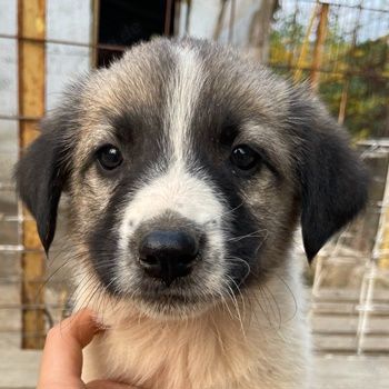 Grace, geb. ca. 08 2022, lebt in GRIECHENLAND, auf einer privaten Pflegestelle