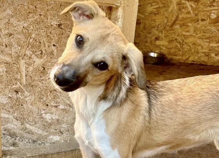 Polly ist auch noch im Tierheim