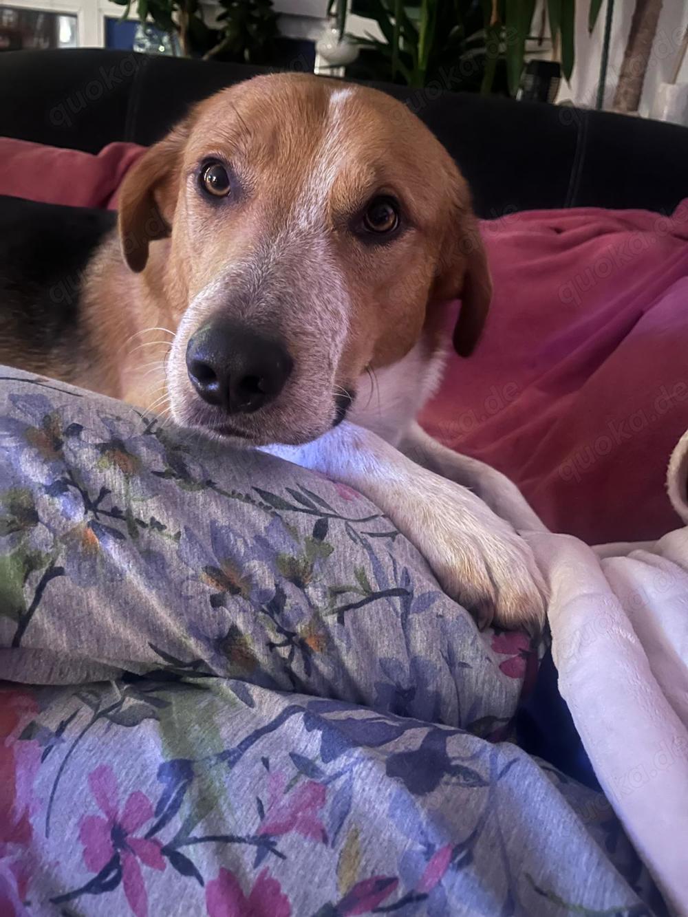 Buddy - hofft auf ein Happy-Home 