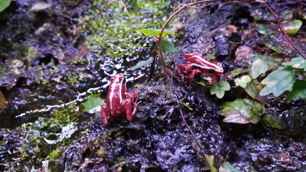 Epipedobates tricolor 2.0