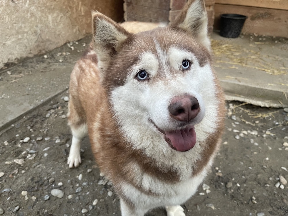 Jenna - Eine wahre Schönheit auf vier Pfoten sucht ihr Paradies