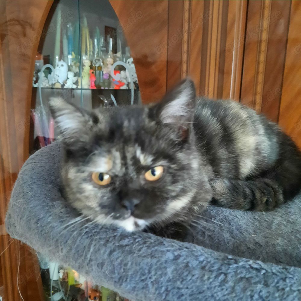 Britische Kurzhaar Kitten