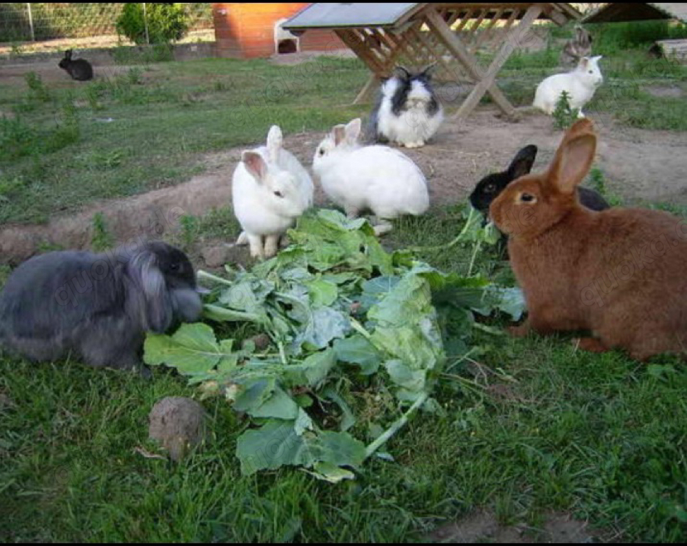 Pflegestelle für Kaninchen in Aussenhaltung Pflegestelle für Kaninchen in Aussenhaltung