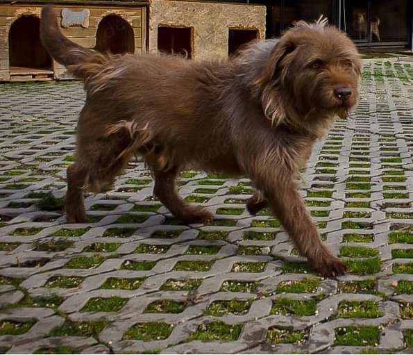 *KOLIN* Er ist freundlich und aufrichtig gegenüber Menschen, aber er möchte Einzelhund sein 
