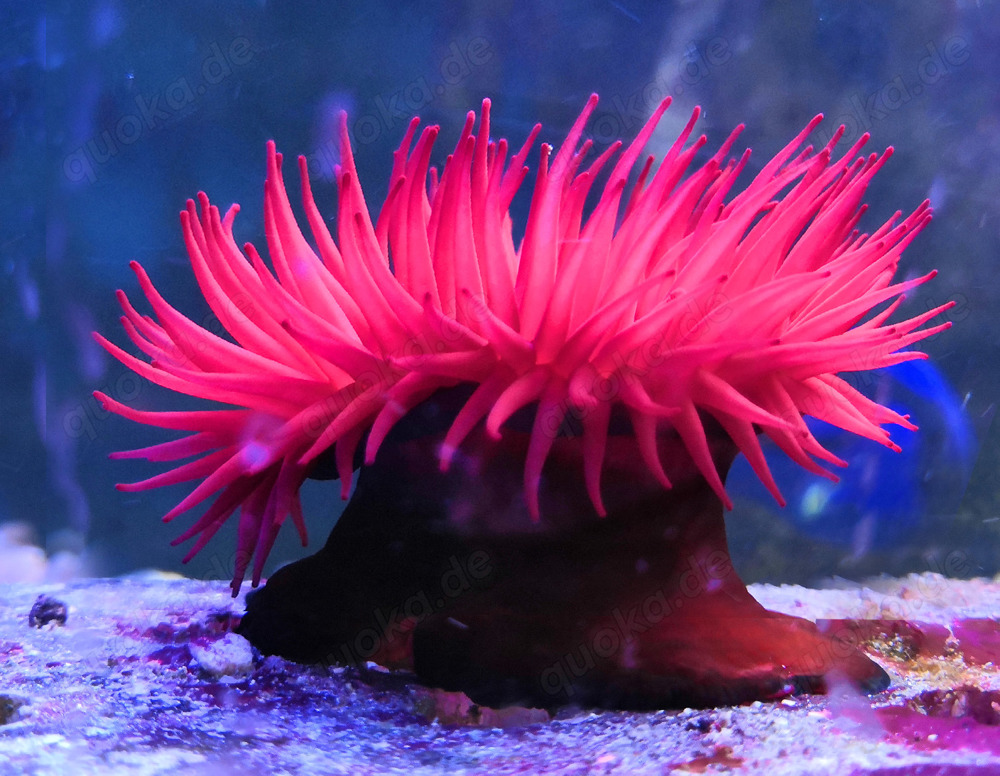 Purpurrosen, (Actinia equina) Meerwasser, Salzwasser , Anemone