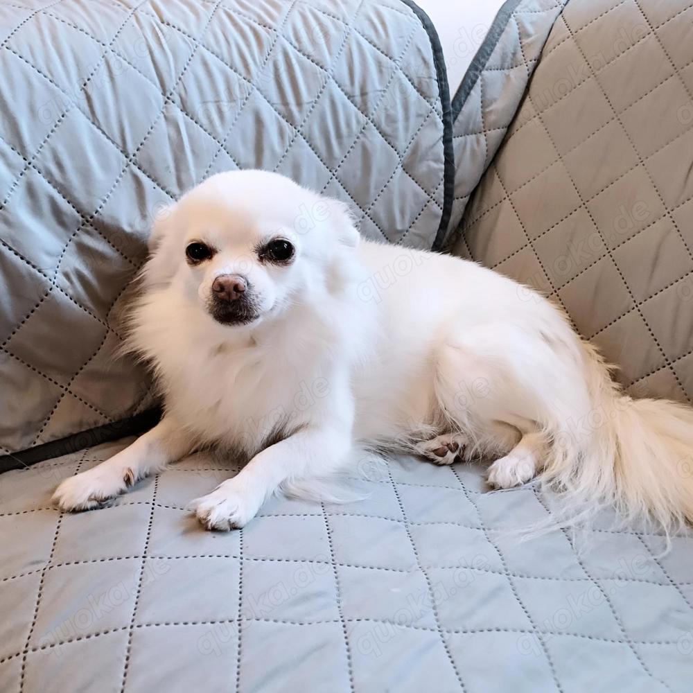 Chihuahua-Bolonka-Rüde