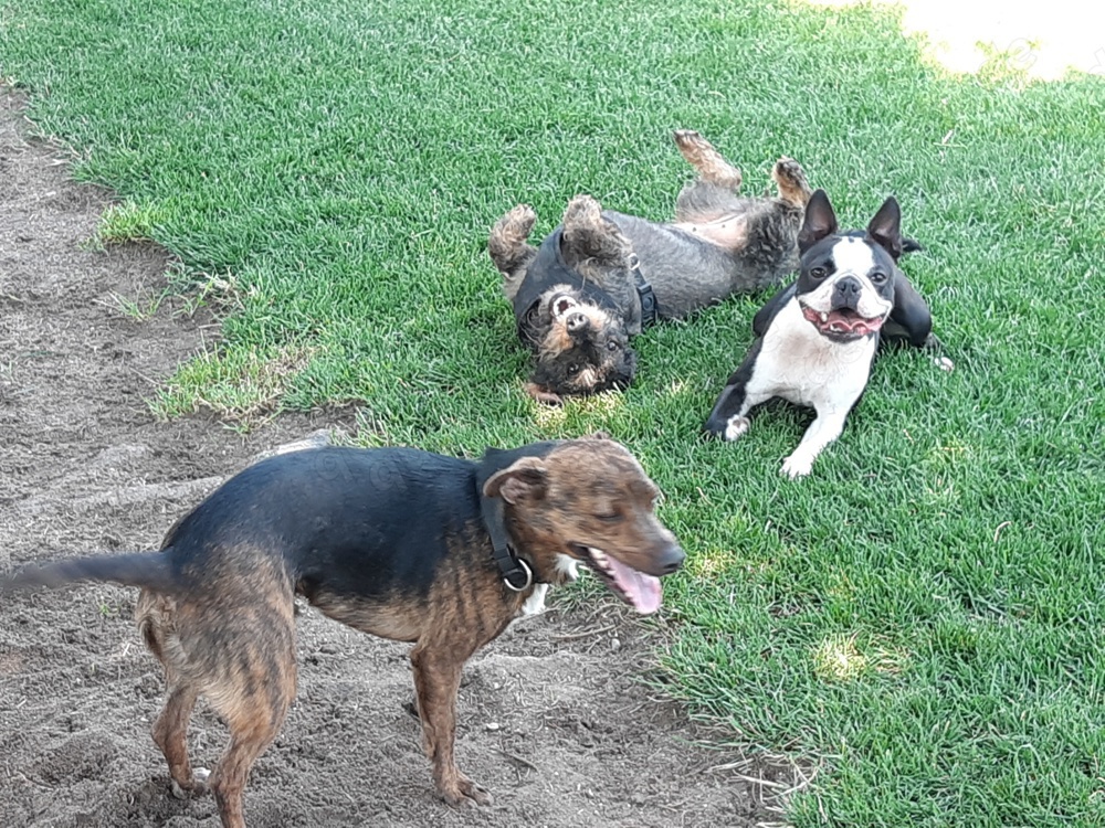Hundebetreuung in Bürstadt und Biblis 