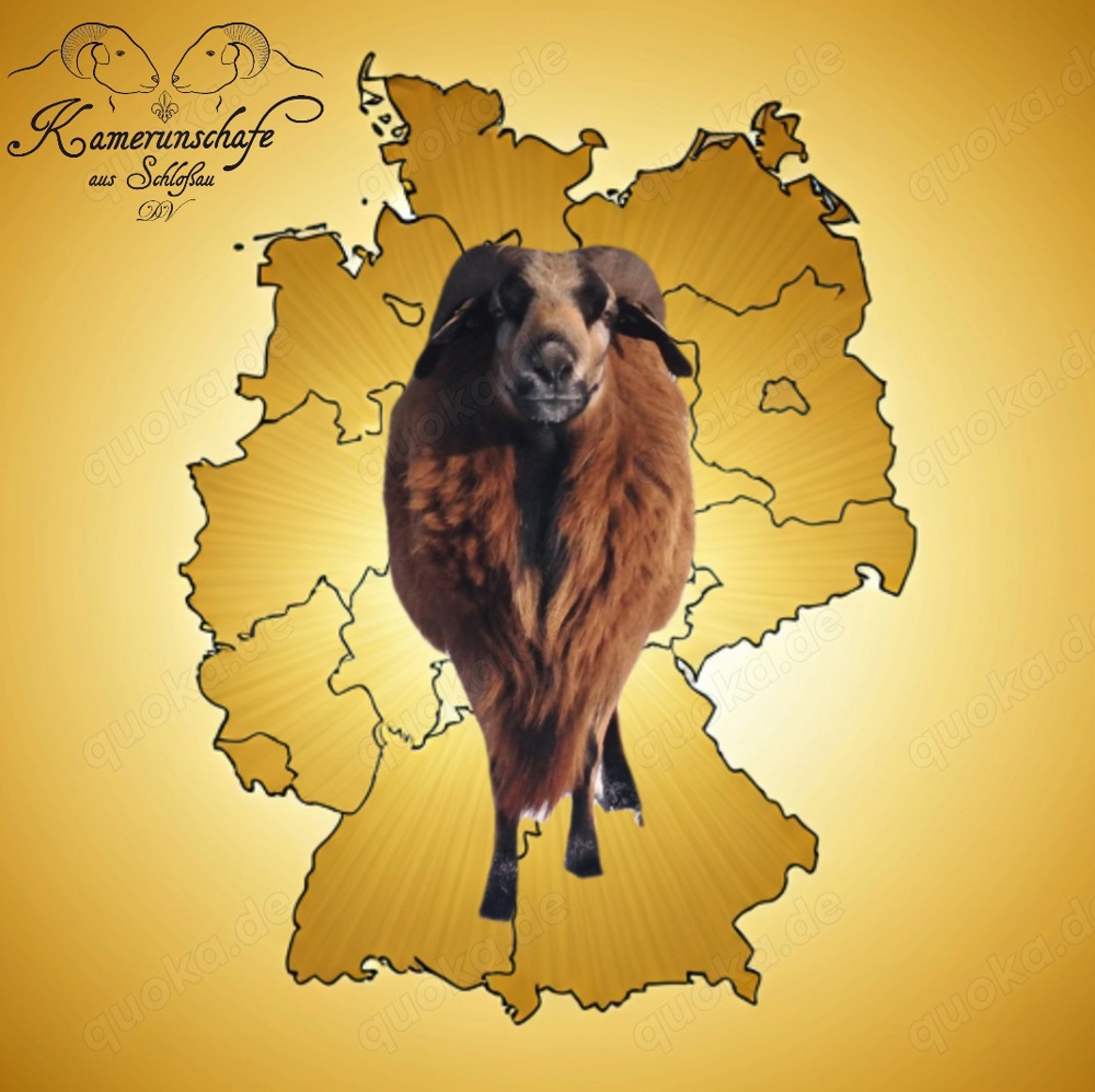 Kamerunschafe - WhatsApp-Community Kamerunschafe - WhatsApp-Community