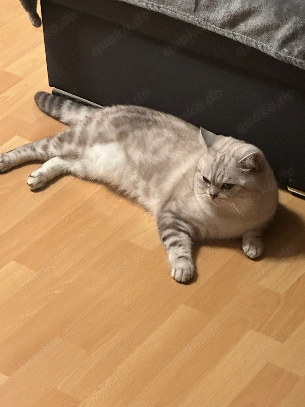 Wunderschöner BKH Deckkater