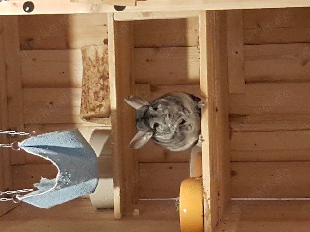 2 Chinchilla suchen liebevolles Zuhause 