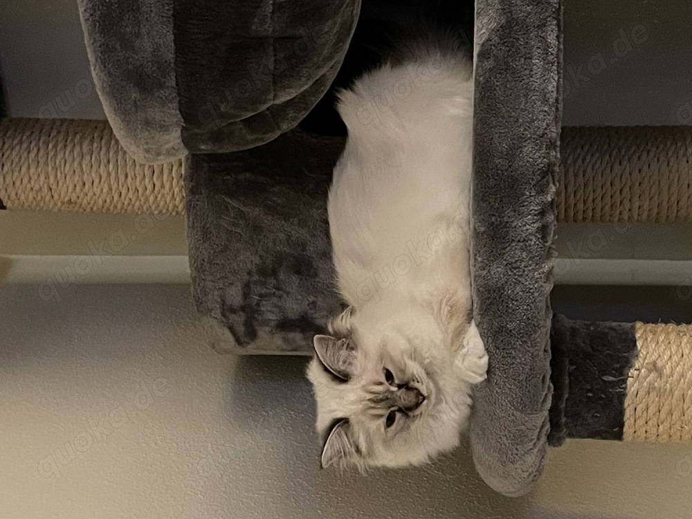 Gesucht wird Heilige Birma Deckkater für Damenbesuch in Oberbayern