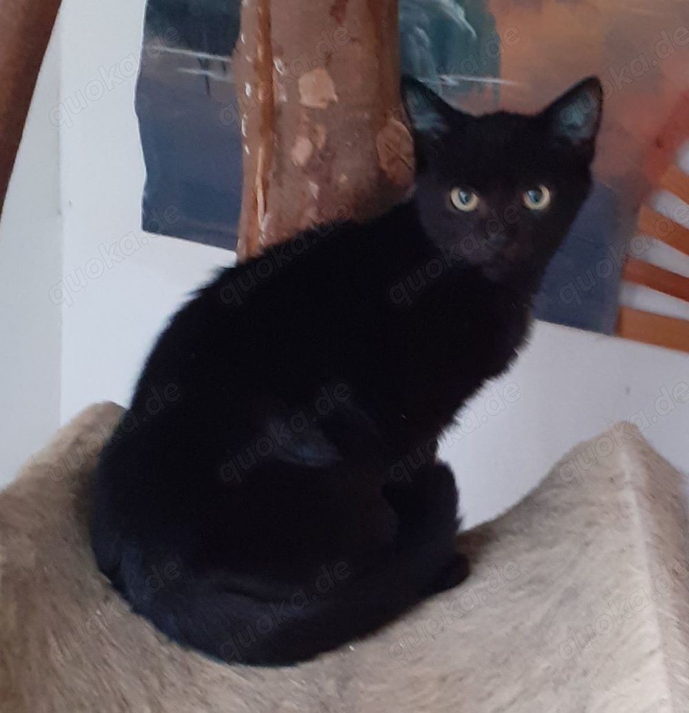 Nero  sucht dringend ein Zuhause! (aus dem Tierschutz   gechipt, geimpft, kastriert)