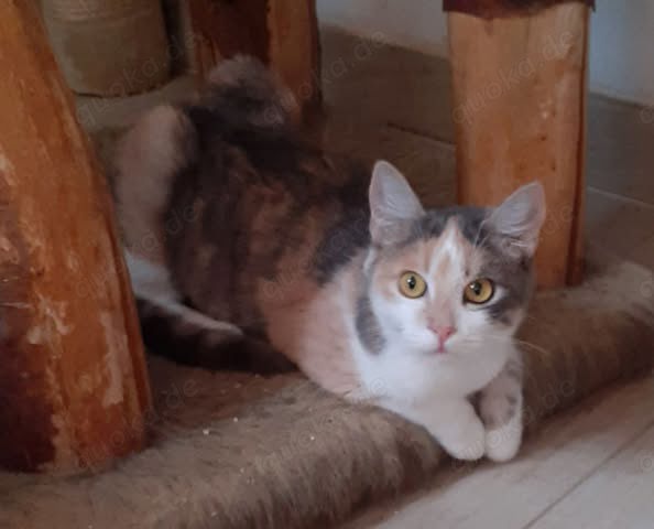 Coco   Glückskatze sucht dringend glückliches Zuhause! (aus dem Tierschutz)