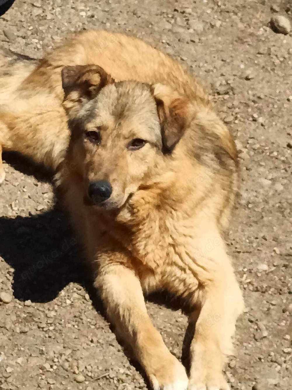 Donna sucht endlich ihr Körbchen