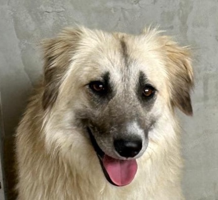 Wer verliebt sich in den wundervollen ANUK? 