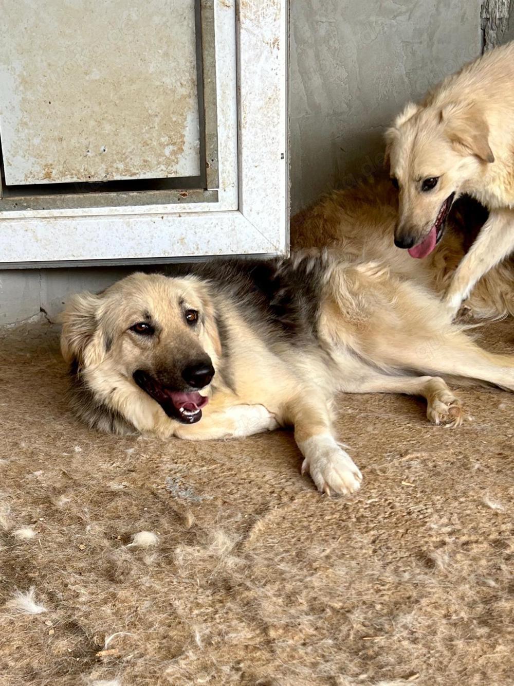 Wer verliebt sich in die lebensfrohe KENAI? 