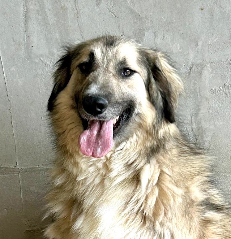 Wer öffnet sein Herz für die wunderschöne DAKOTA? 