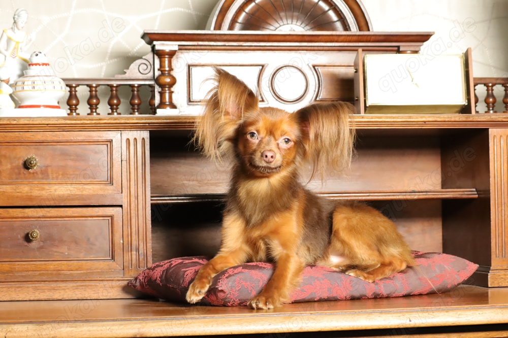 Langhaariger Russkiy Toy Deckrüde (Kein Verkauf)