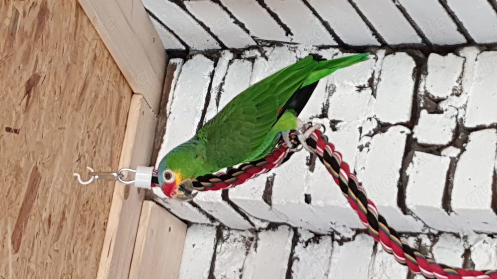 Doppelgelbkopf Amazon und Gelbwangen Amazone