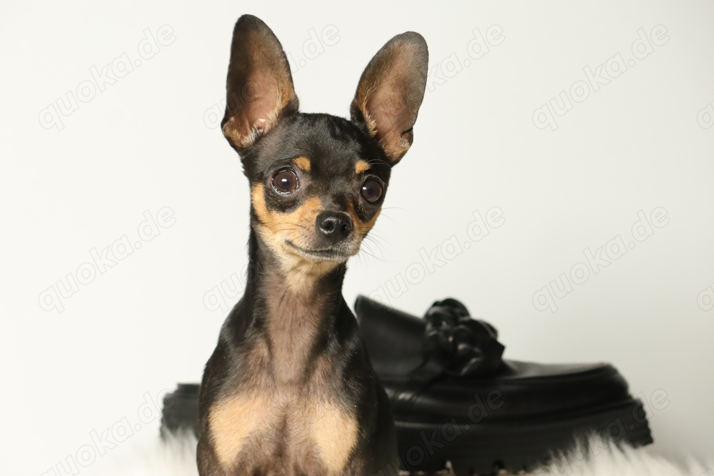 Eleganter, kurzhaariger Russkiy Toy Deckrüde