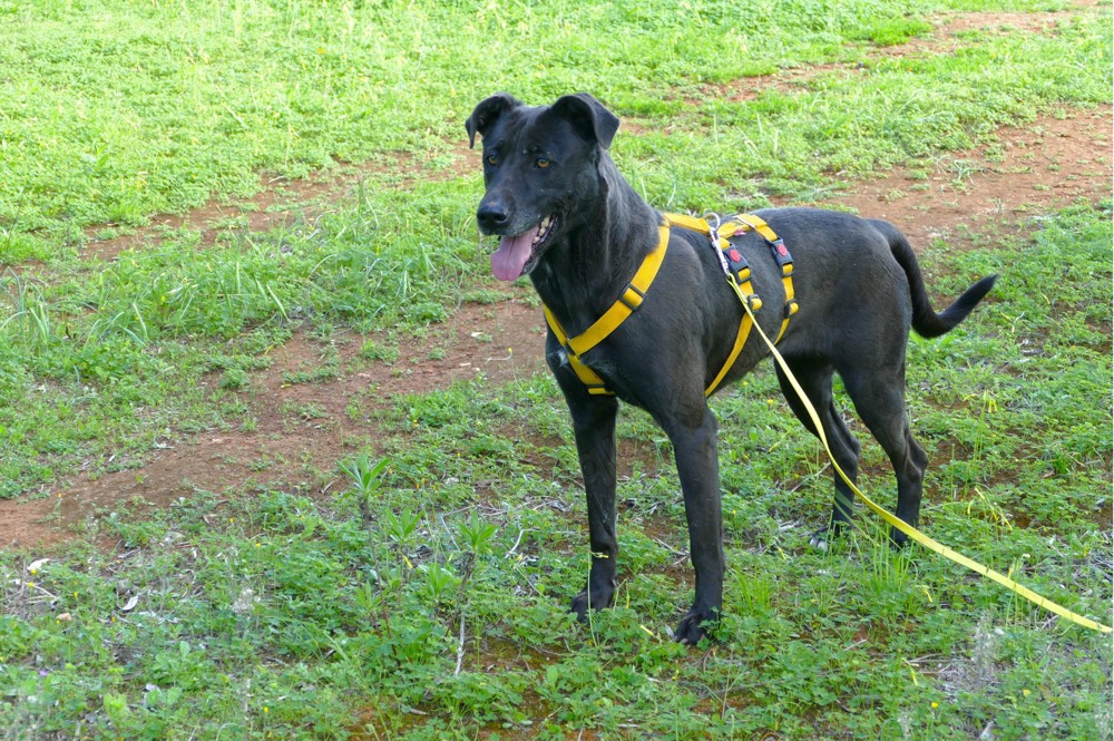 Mischlingshündin Susy sucht Zuhause