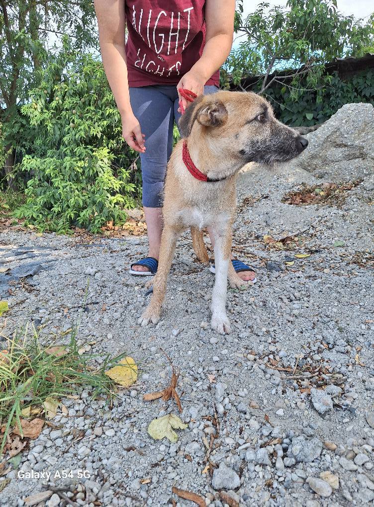 Junghund 219231 stellt sich vor