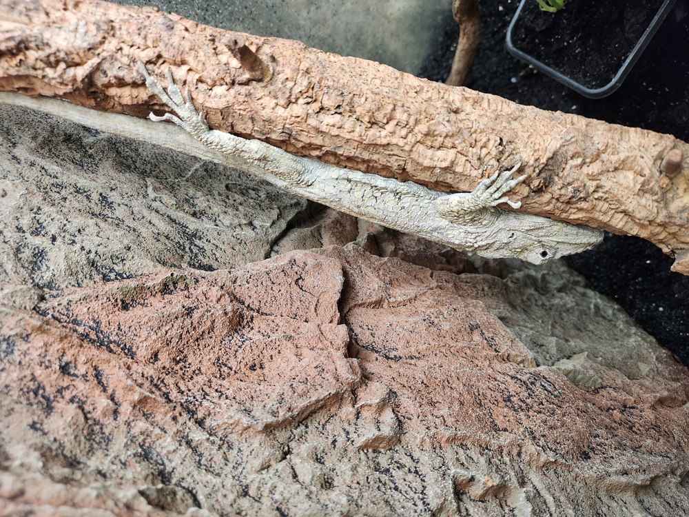 Chameleolis Barbatus