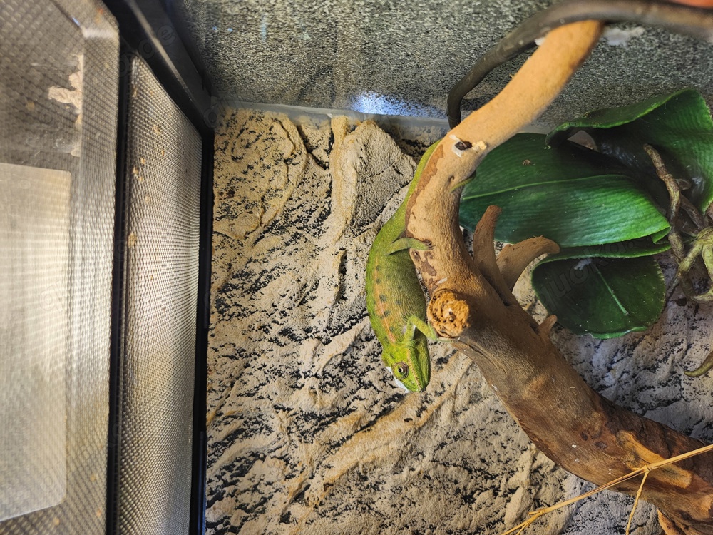 Furcifer Viridis 1.1