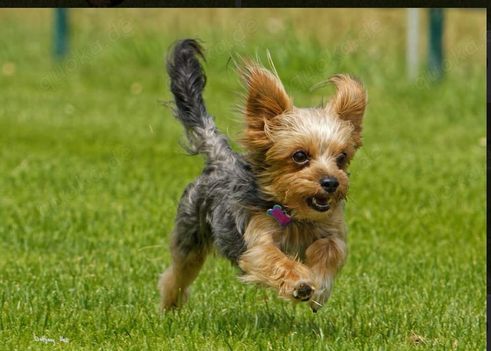 !!!Deckrüde Yorkshire Terrier!!
