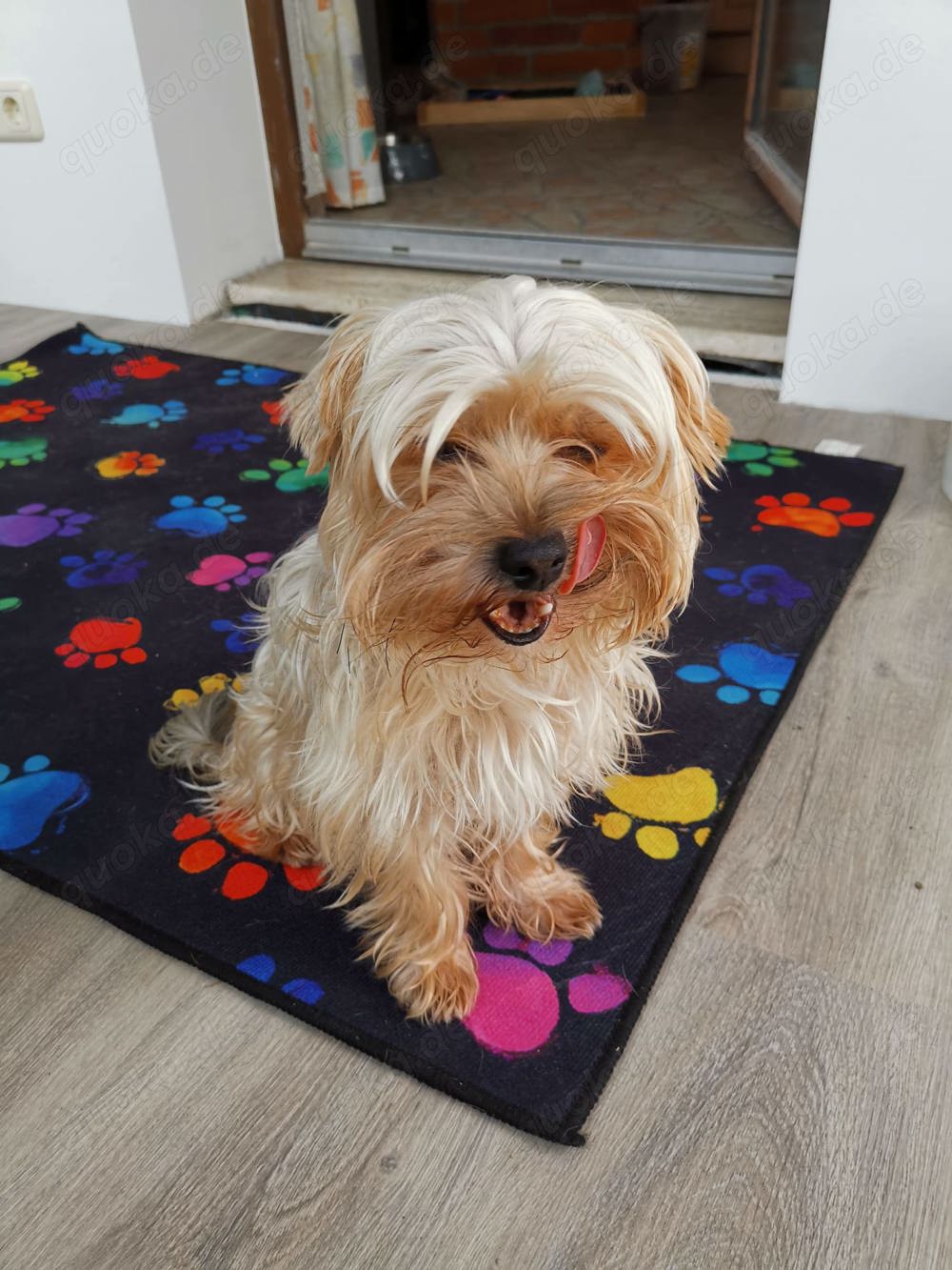 !!!Rüde mit Erfahrung!!!