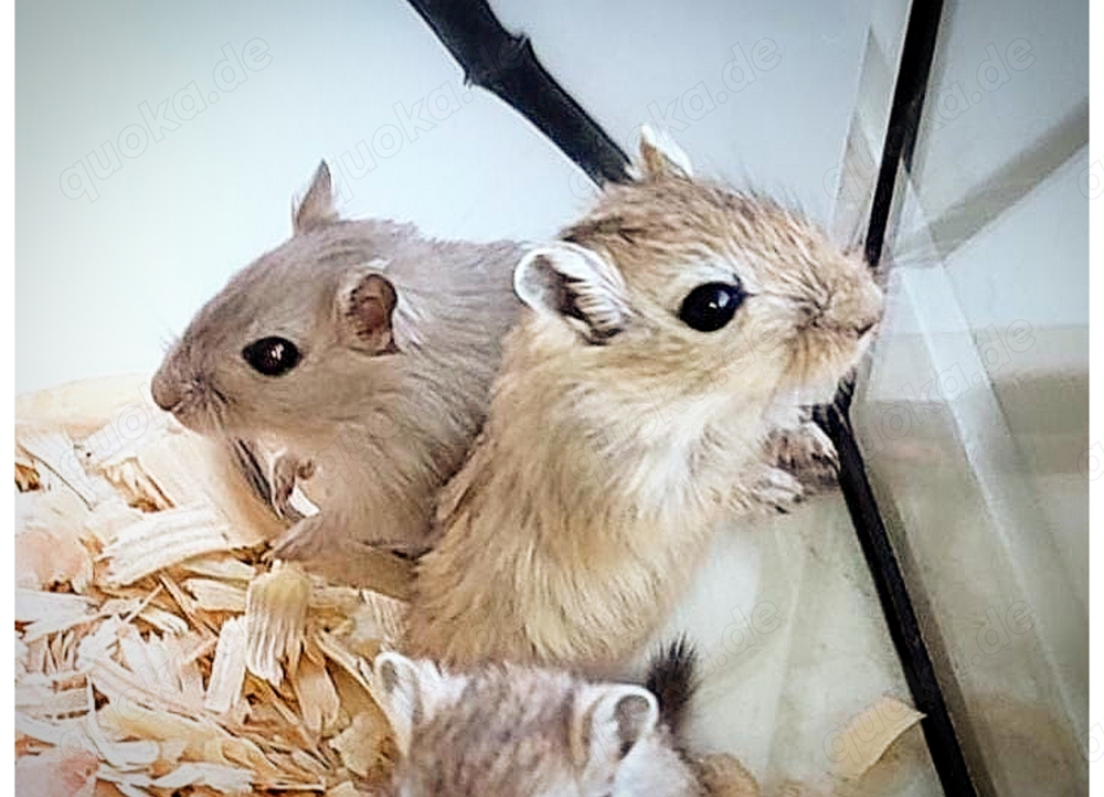 Rennmäuse aus liebevoller Hobbyzucht suchen neue Körnchengeber - mongolische Rennmaus  Gerbil Wüsten