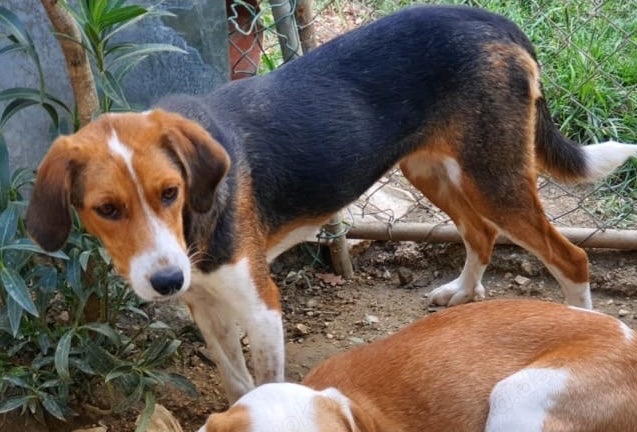 Menschen mit großem Herz als Pflegestelle für unsere Fellnasen gesucht