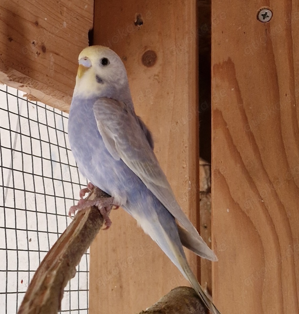 Junge raibow Wellensittich 