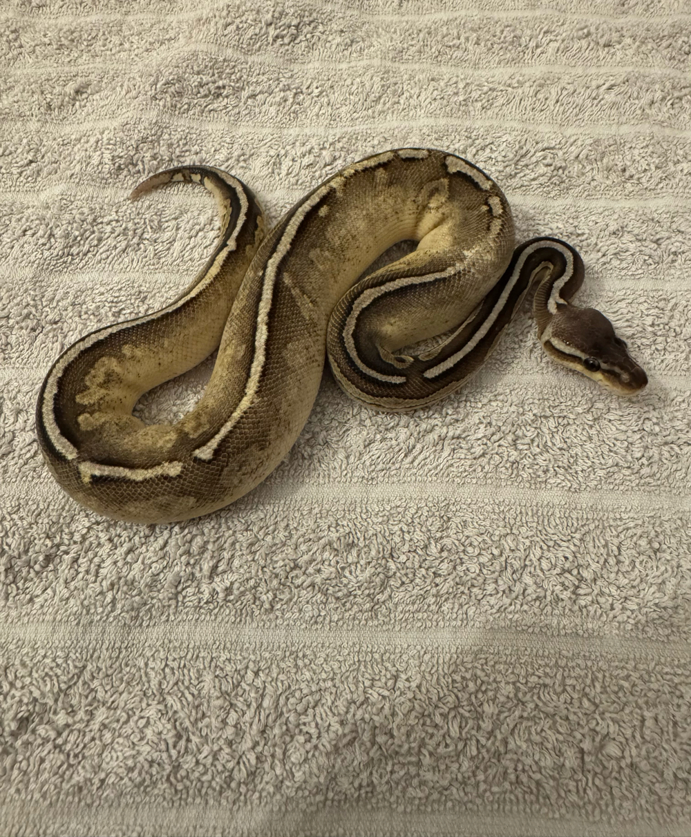 0.1 Pewter het Pied 0.1 Pewter het Pied