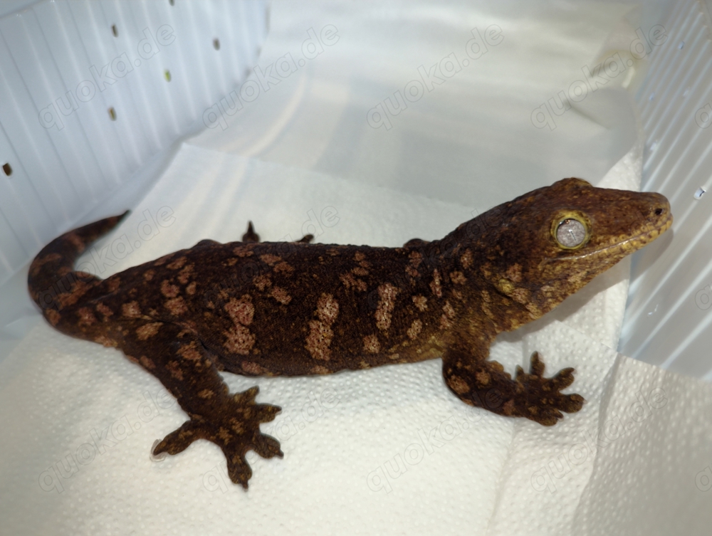0,1 Rhacodactylus leachianus Pine Island Riesengecko Neukaledonien