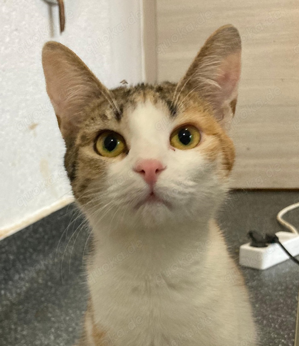 Penny sucht Zuhause mit Freigang