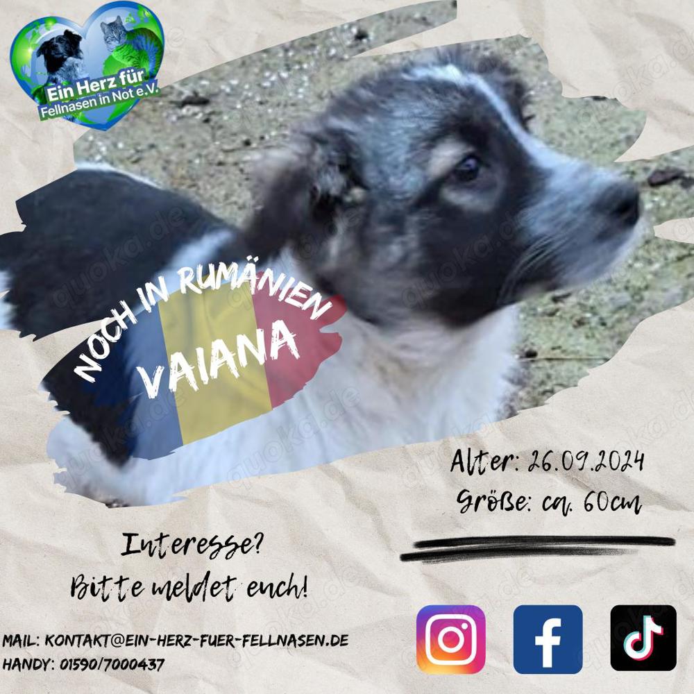 Vaiana wurde einfach ausgesetzt