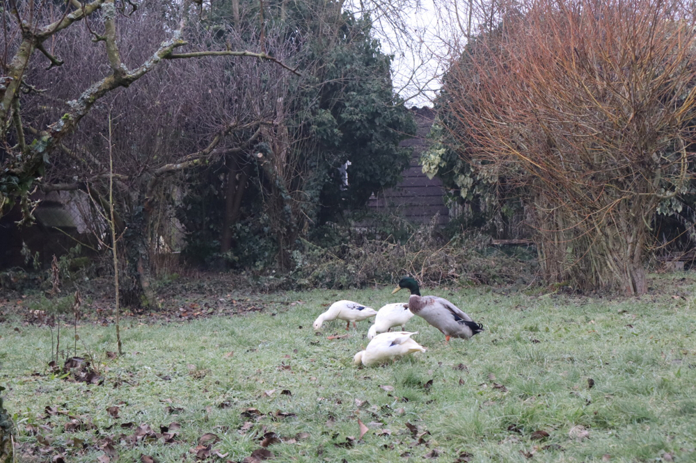 Enten abzugeben Enten abzugeben