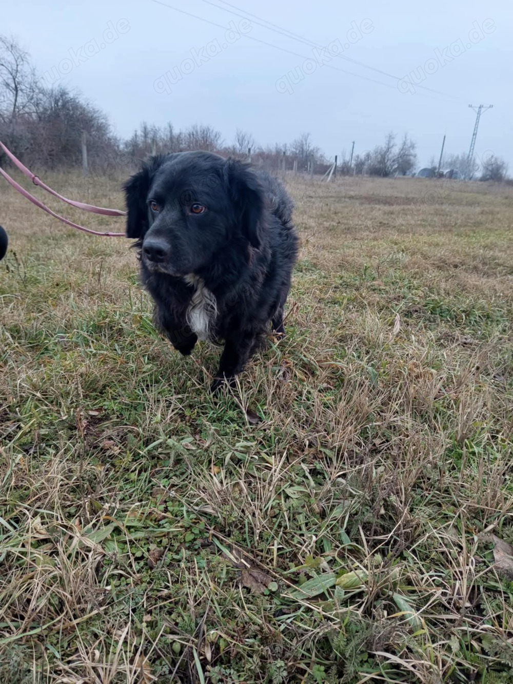 Cola sucht liebevolles Zuhause 