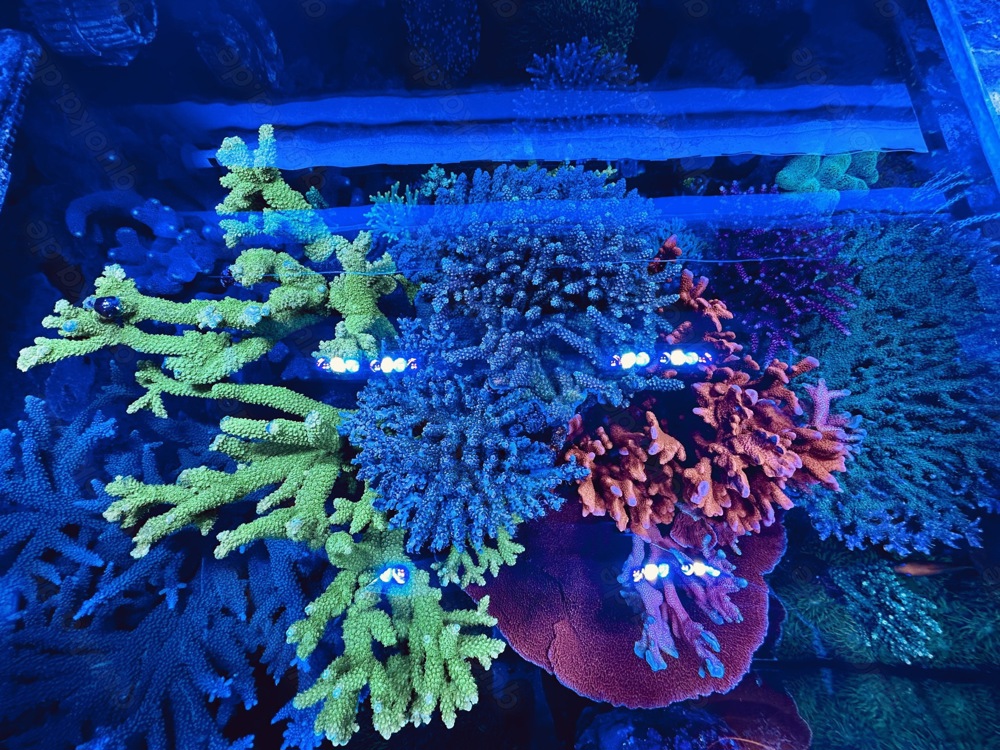 Korallen Meerwasser SPS LPS Ableger