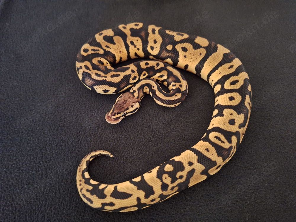 1.0 Pastel Confusion het Clown poss het Hypo nz. 08.24 ... Königspython ... Python Regius 