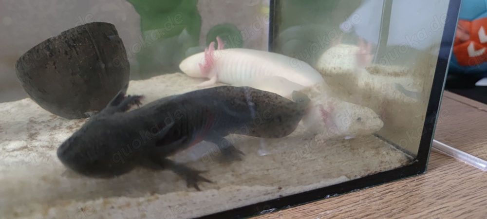 Axolotl abzugeben ab sofort 