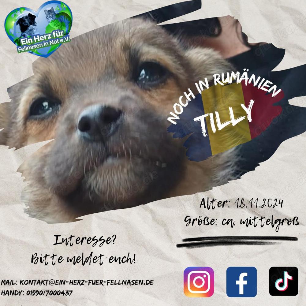 Kleine Tilly sucht Zuhause
