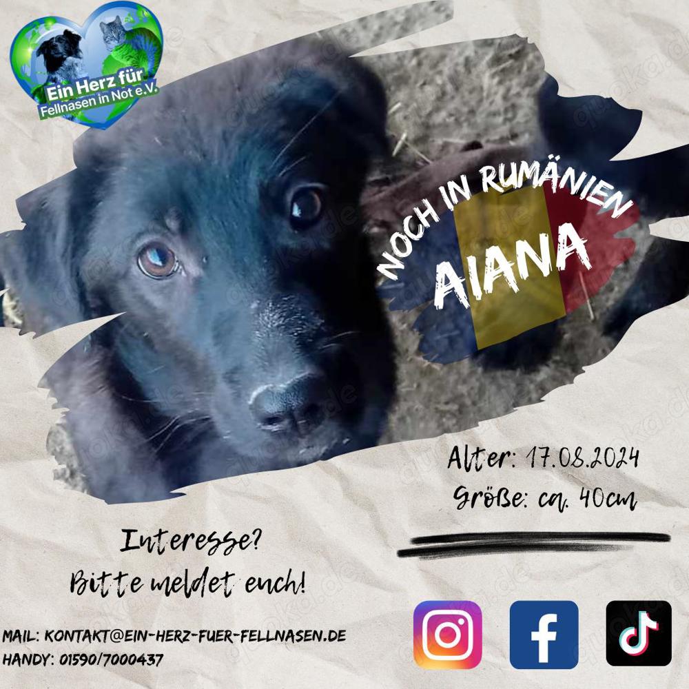 Jetzt sucht Aiana das große Glück