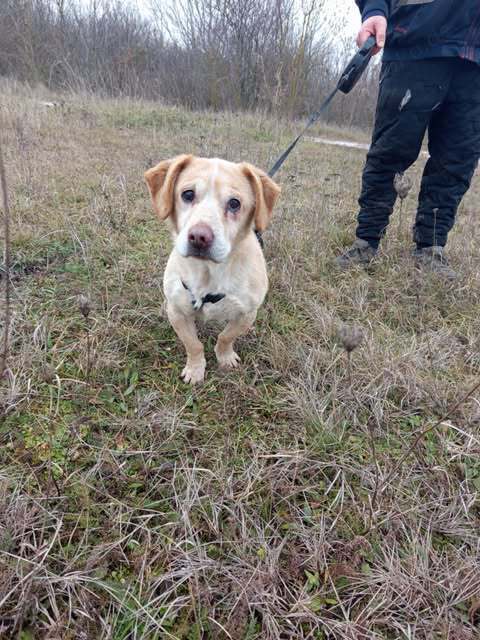 Krümel sucht liebevolles Zuhause 