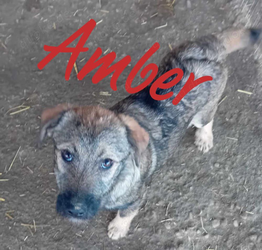 Amber sucht Plätzchen im Warmen