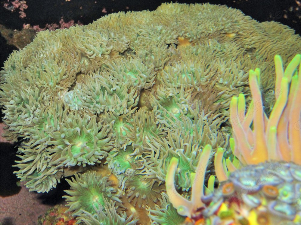 Korallenableger mit Versand- Duncanopsammia axifugia